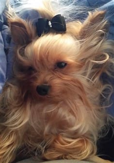 rescued-yorkie-dog